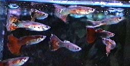 guppy